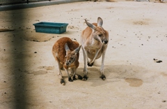 カンガルー
