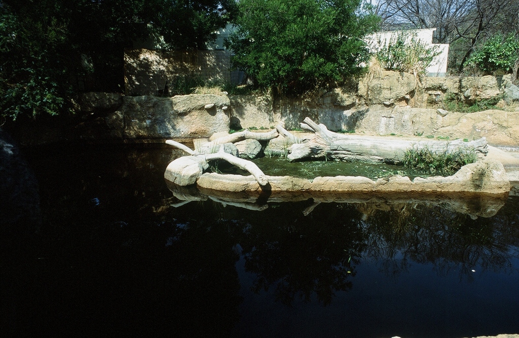 カバの池