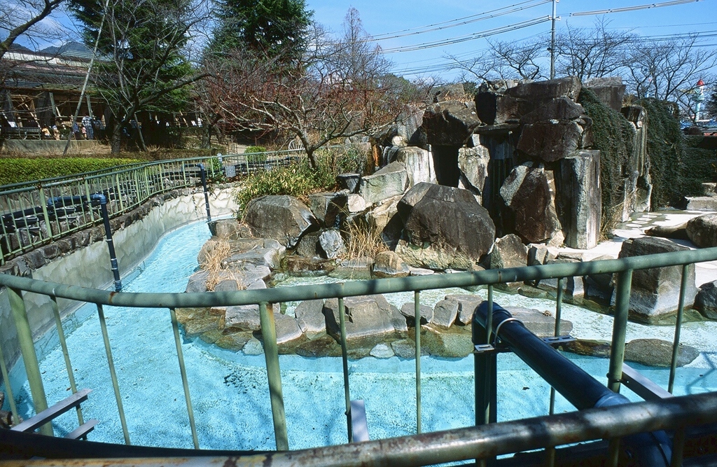 アシカ
