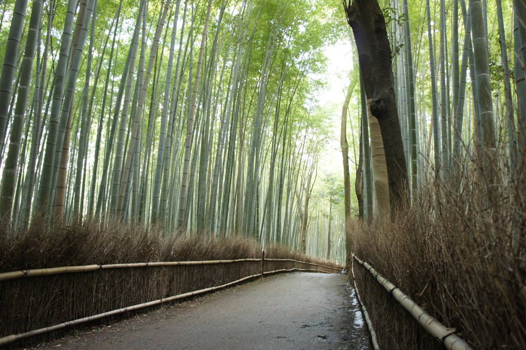 嵯峨野　散策