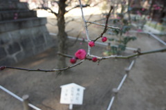 蕾