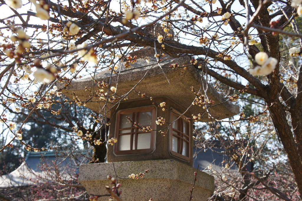 白いの