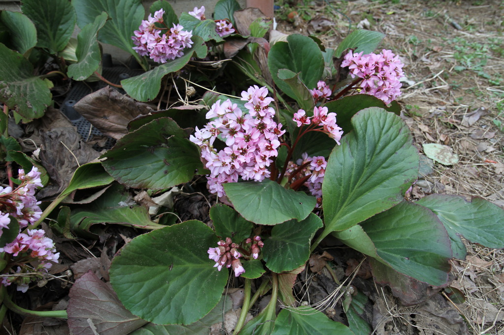 ヒマラヤ雪の下　株