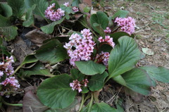 ヒマラヤ雪の下　株