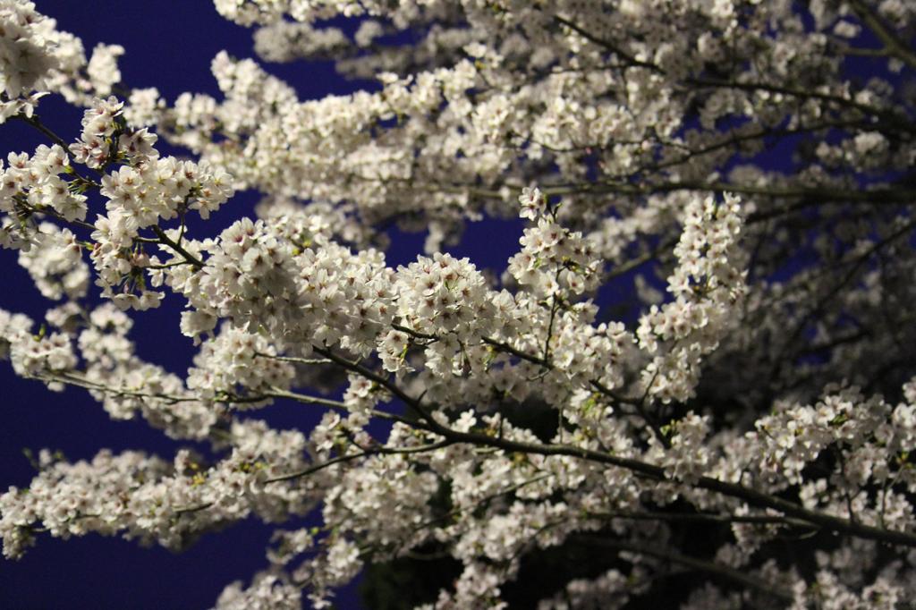 2011夜桜-3