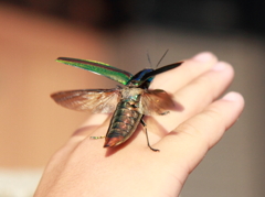 ヤマトタマムシ⑤