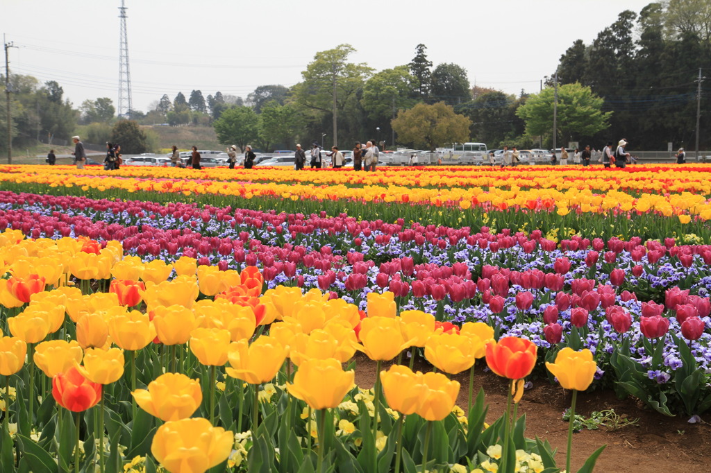 あけぼの山農業公園　チューリップ畑