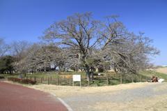 関東一のコブシ