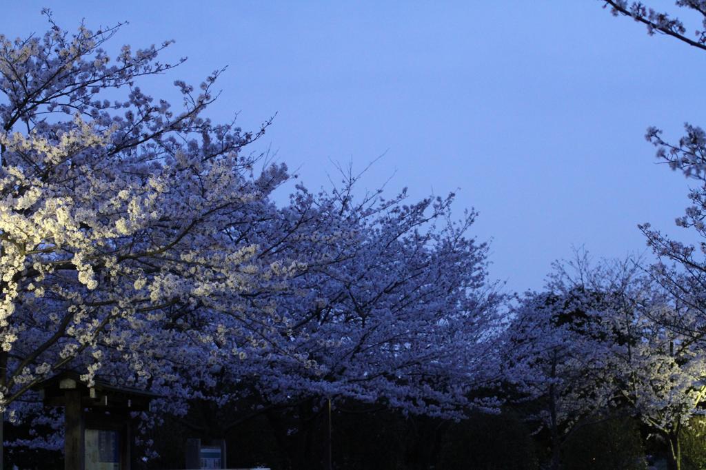 2011夜桜-2