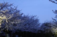 2011夜桜-2