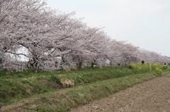 2011桜-3