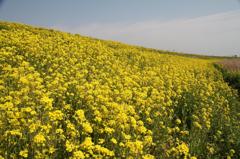 黄色いじゅうたん２