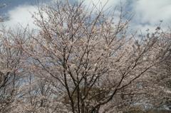 2011桜-1