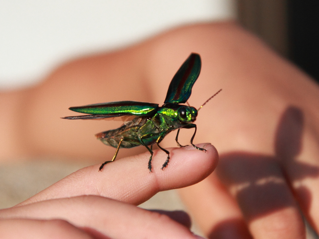 ヤマトタマムシ①