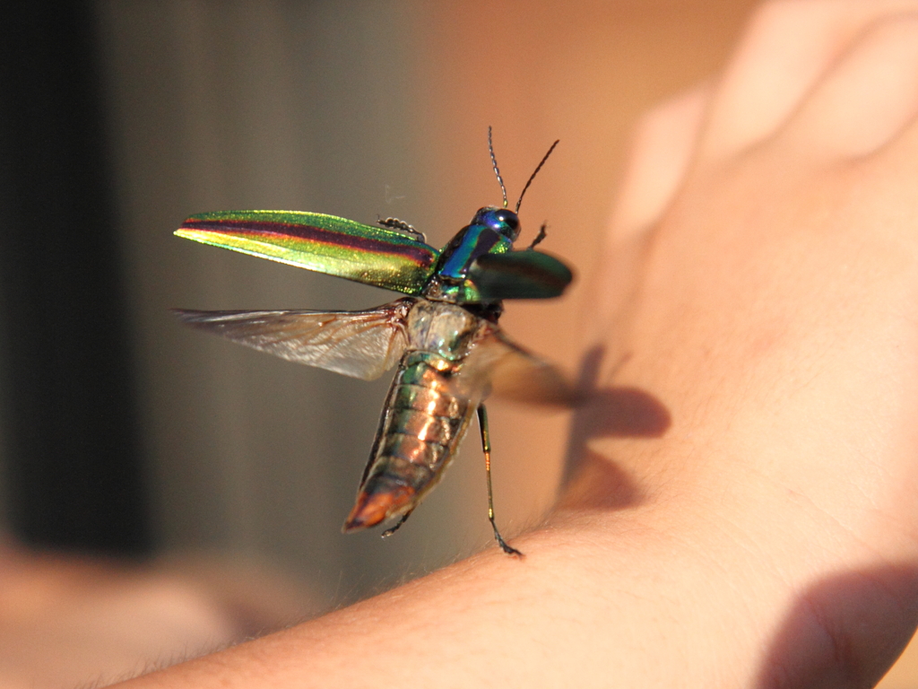 ヤマトタマムシ④