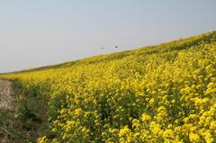 黄色いじゅうたん１