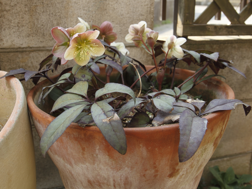 クリスマスローズ