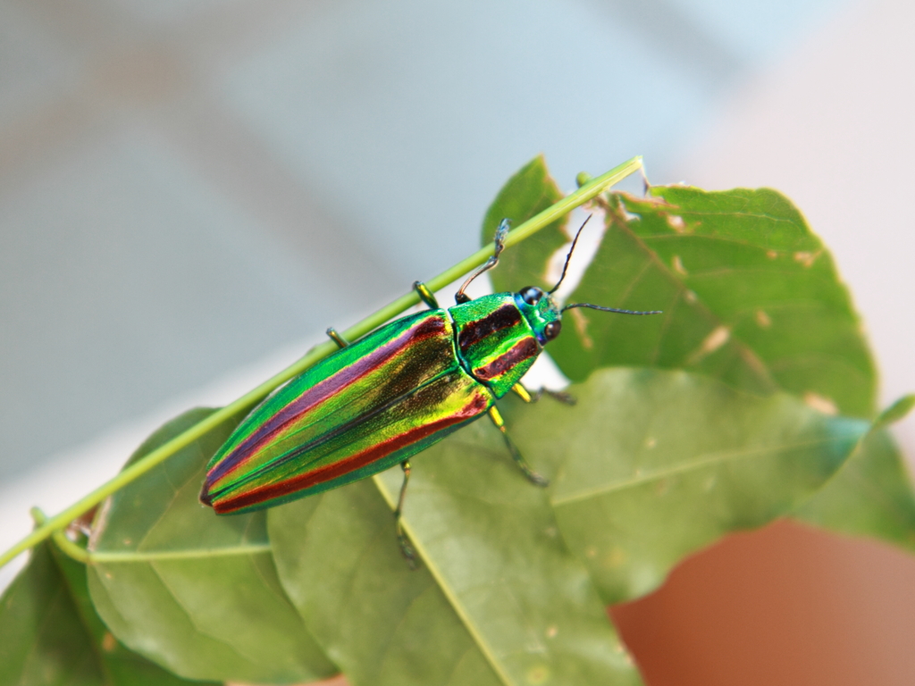 ヤマトタマムシ⑥