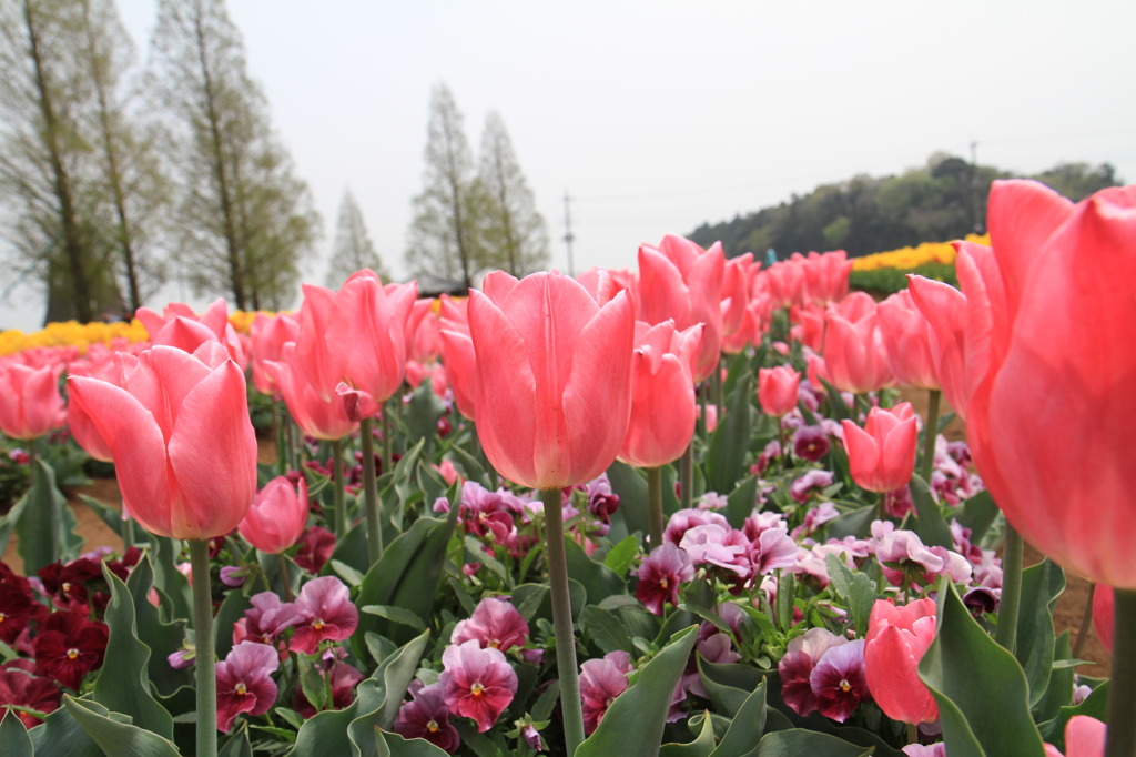 あけぼの山農業公園　チューリップ