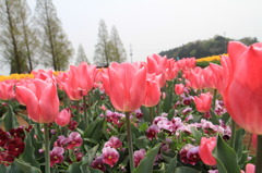 あけぼの山農業公園　チューリップ