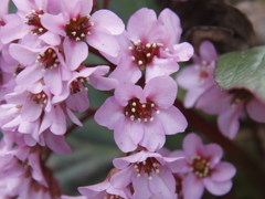 ヒマラヤ雪の下　花