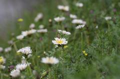 白タンポポ群生