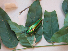 ヤマトタマムシ⑦