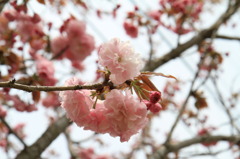 あけぼの山農業公園　八重桜