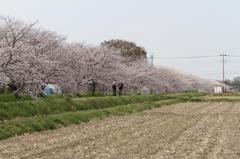2011桜-5