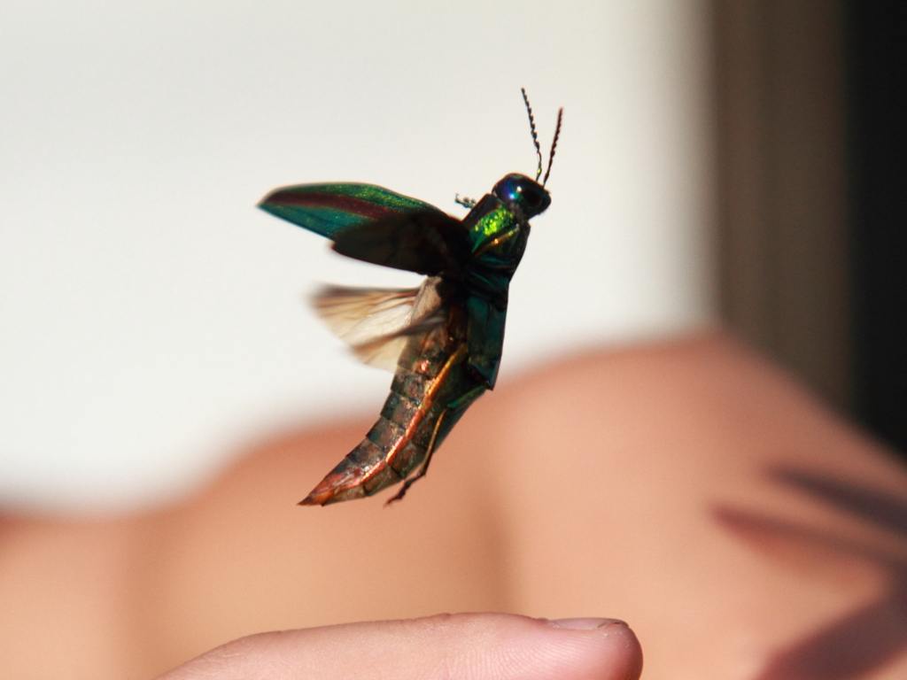 ヤマトタマムシ③