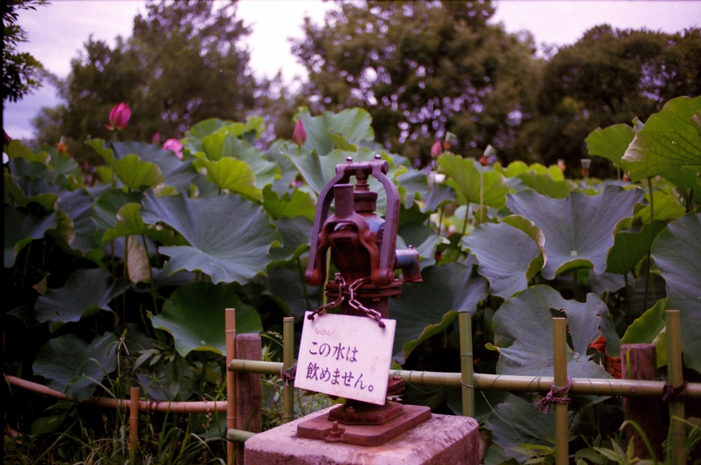 飲みたい