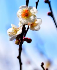 ひらいた