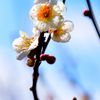 ひらいた