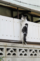 にらまれました