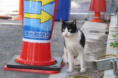 野良猫