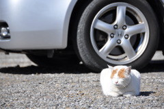 風の強い寒い日に、なぜか駐車場のド真ん中で日向ぼっこする猫