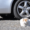 風の強い寒い日に、なぜか駐車場のド真ん中で日向ぼっこする猫