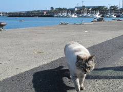 釣り場にいたおねだり猫