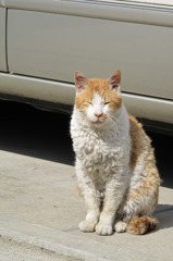 妙に毛並みの悪いノラ猫