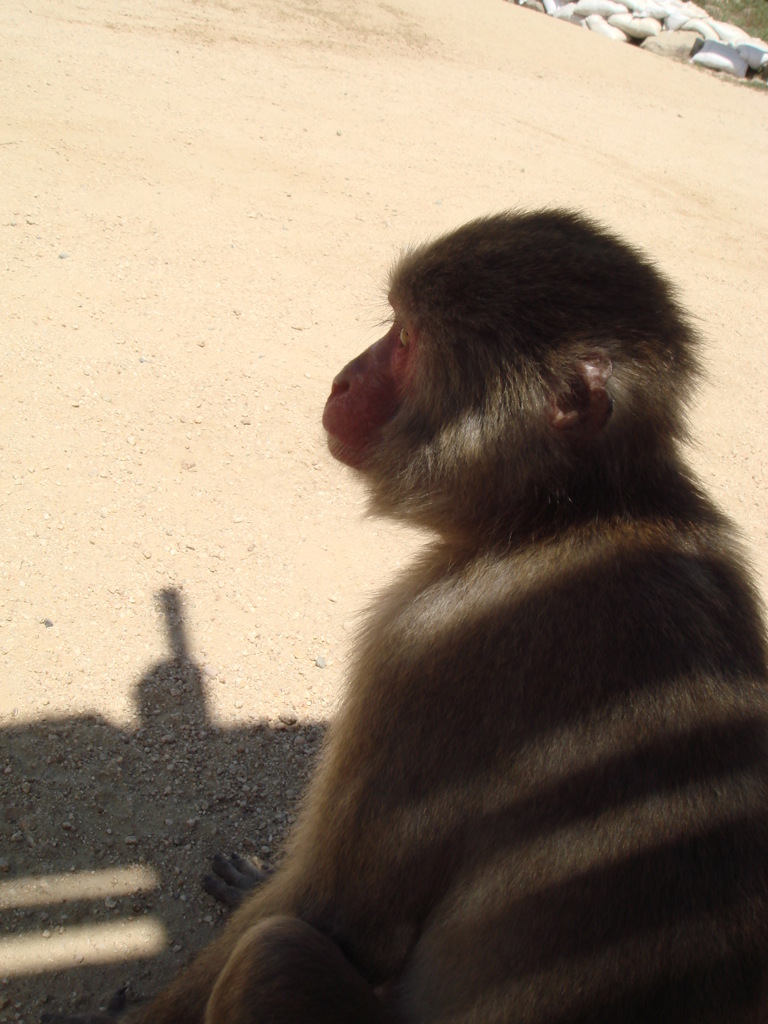 サルもの、見つめ