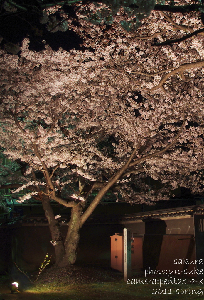 古寺の桜