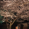 古寺の桜