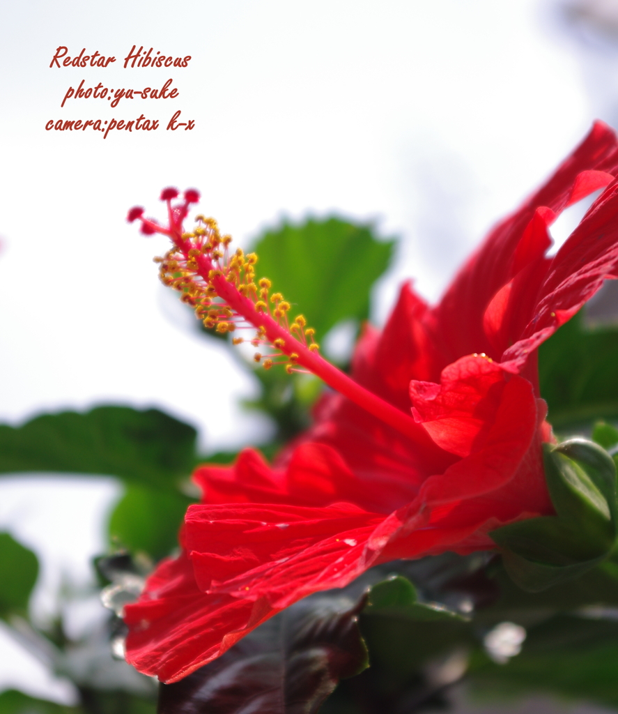 Redstar Hibiscus