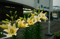書店前に咲く花