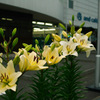 書店前に咲く花