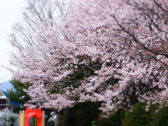 公園の桜