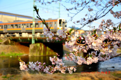 桜咲く線路道