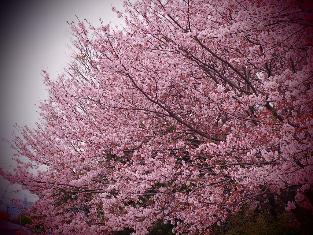 公園の桜