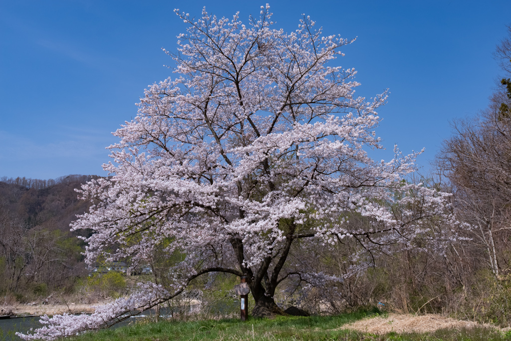 石割桜