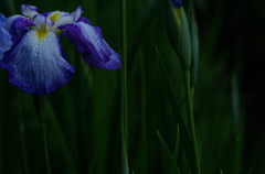 77Flower. iris